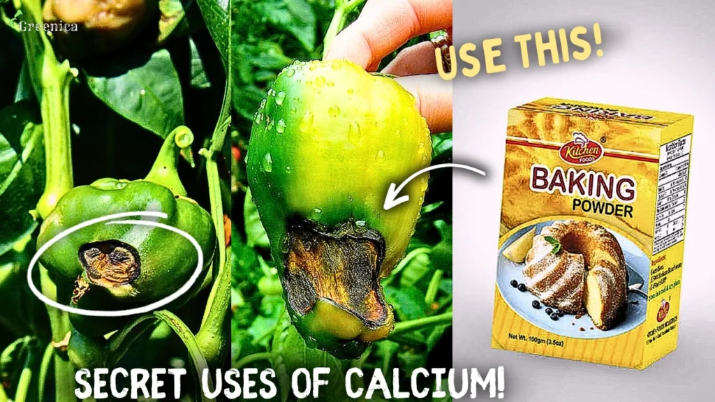 Importance of Calcium For Plants! - (7 Calcium Fertilizers Added*)