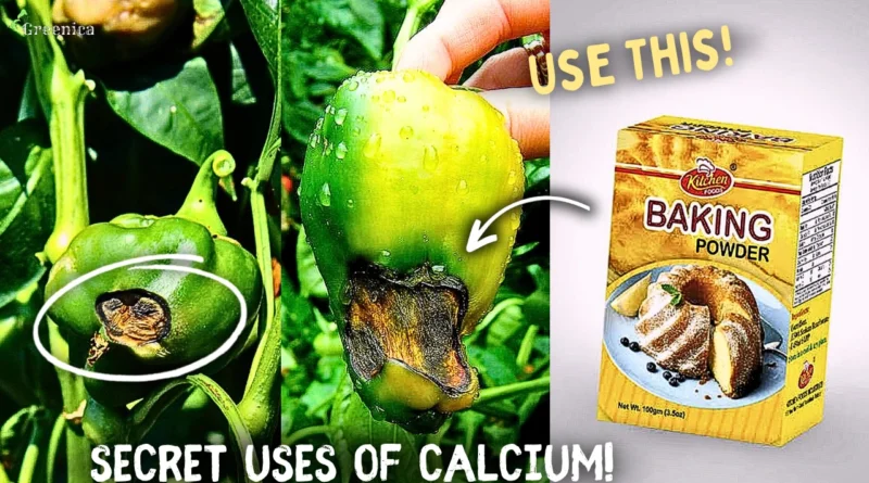 Importance of Calcium For Plants! - (7 Calcium Fertilizers Added*)