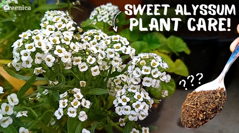 5 SECRETS to Grow A lot Of Sweet Alyssum Flowers In Pots!