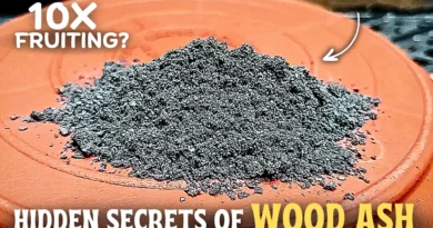 Hidden Benefits of Wood Ash for Plants, & The Right Way To Use! (10x Fruiting?)