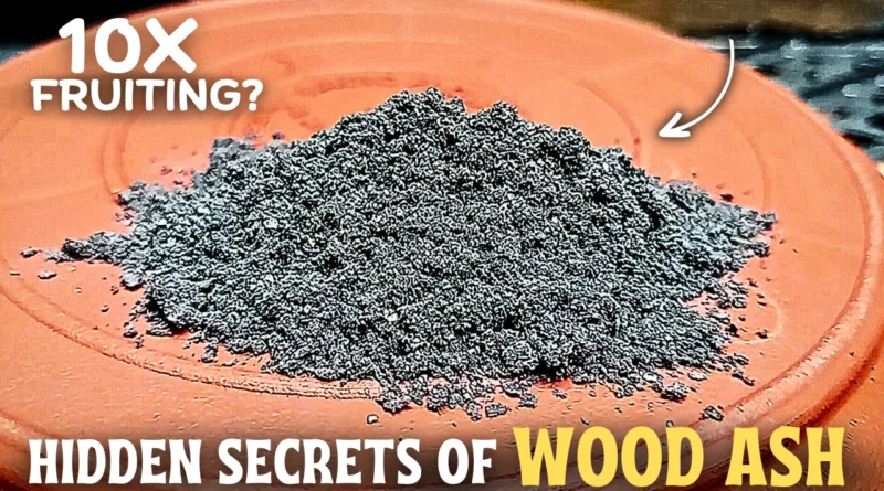 Hidden Benefits of Wood Ash for Plants, & The Right Way To Use! (10x Fruiting?)