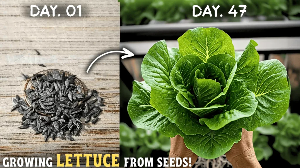 How To Grow Lettuce At Home From Seeds? (STEP BY STEP)