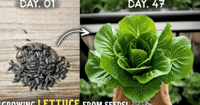 How To Grow Lettuce At Home From Seeds? (STEP BY STEP)