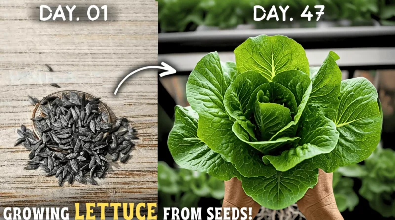 How To Grow Lettuce At Home From Seeds? (STEP BY STEP)