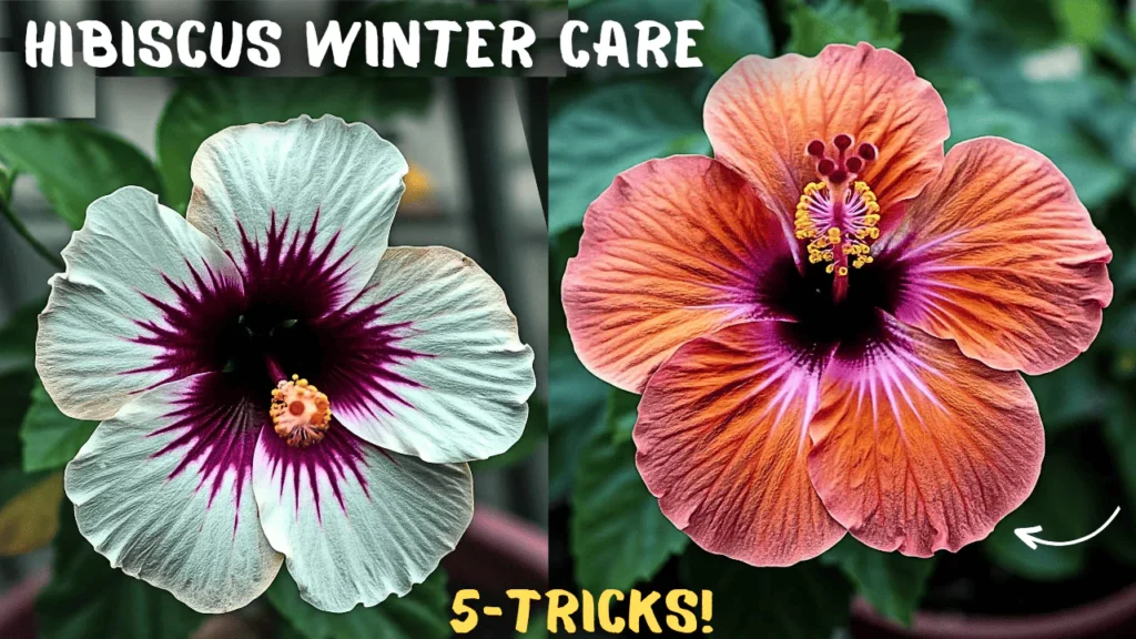 FOLLOW: Hibiscus Plant Winter Care! (5-Tips)