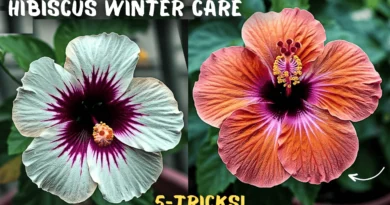 FOLLOW: Hibiscus Plant Winter Care! (5-Tips)