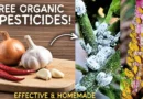 Kitchen Base Organic Pesticides, You Can Use To Remove Pests! (FREE & EFFECTIVE)