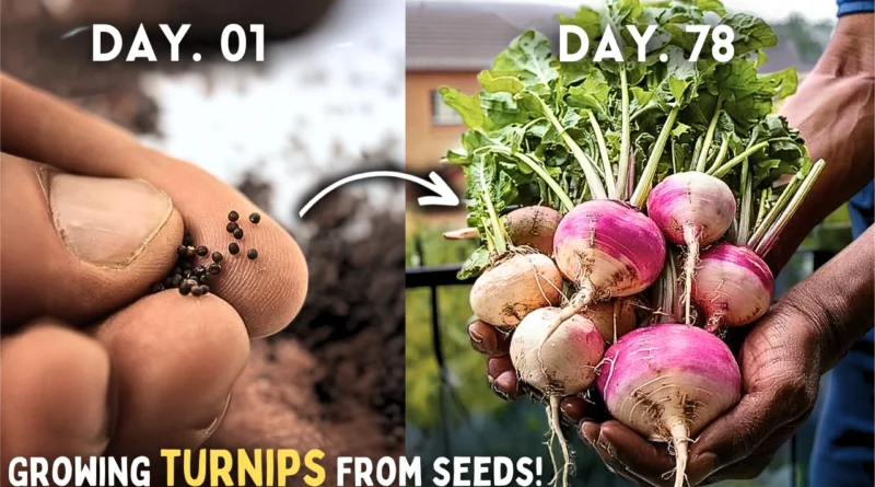 How to Grow Turnips From Seeds Step by Step? (With UPDATES*)