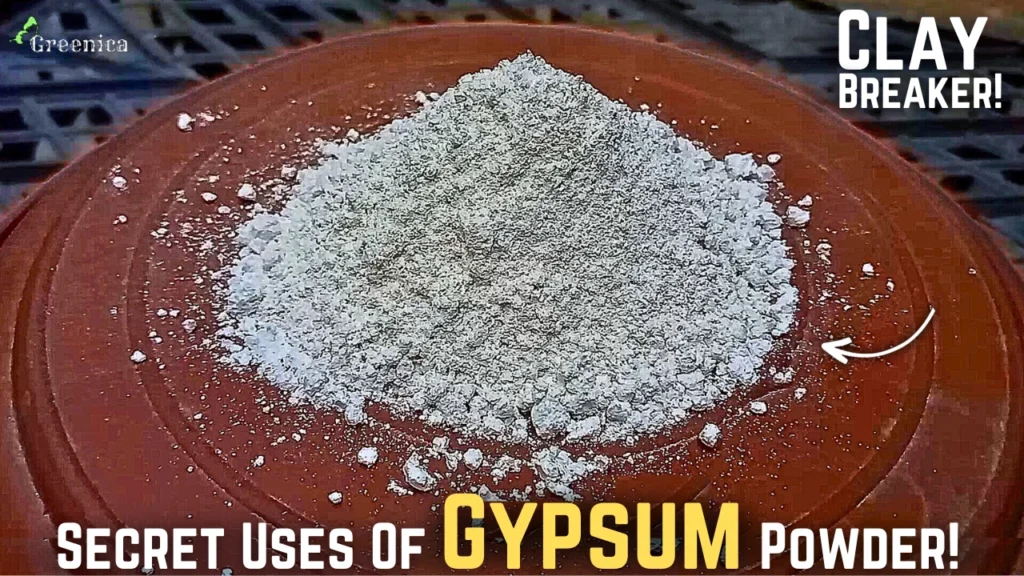 SECRET Uses Of Gypsum For Plants! - How To use Gypsum On Soil?,