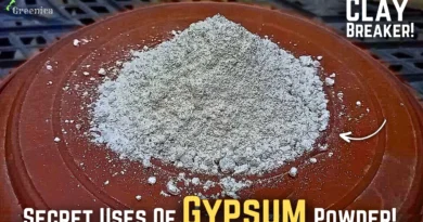 SECRET Uses Of Gypsum For Plants! - How To use Gypsum On Soil?,