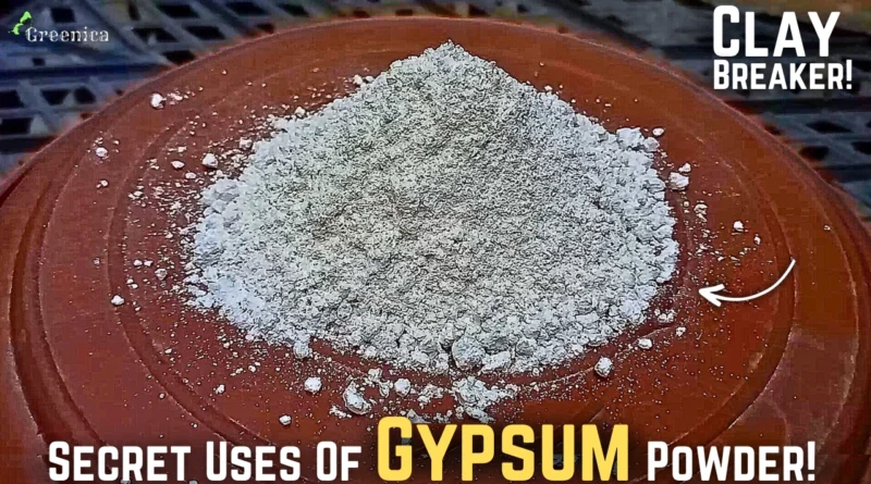 SECRET Uses Of Gypsum For Plants! - How To use Gypsum On Soil?,