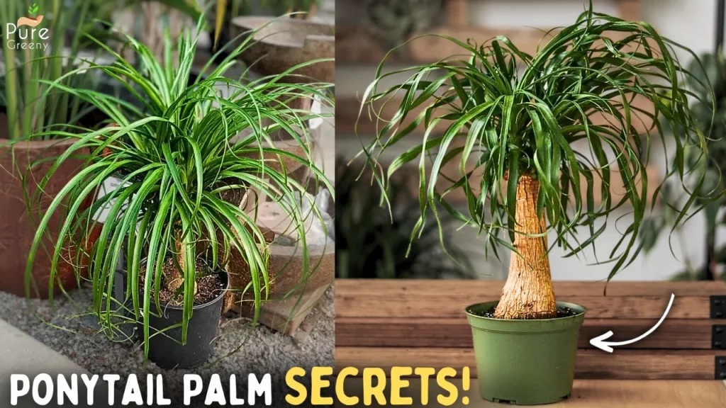 7 SECRET Ponytail Palm Care Tips! (Growth = 10x)