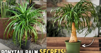 7 SECRET Ponytail Palm Care Tips! (Growth = 10x)