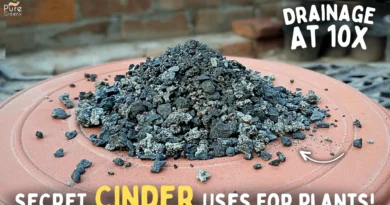 SECRET Benefits of Cinder For Plants! - How to Use Cinder For Plants?