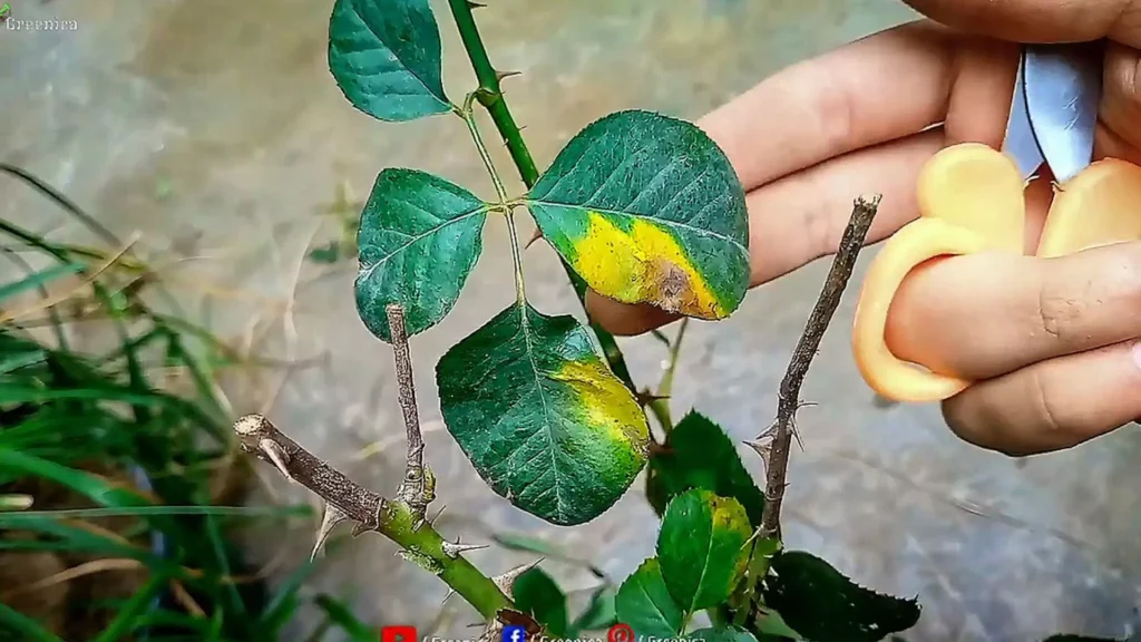 Yellow Leaves on Rose Plant