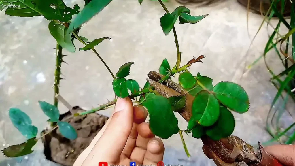 Pruning Rose Plant