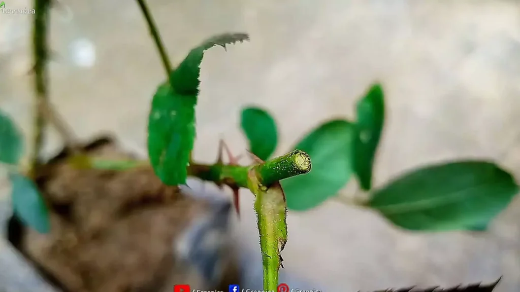 Sharp Cut on Rose Plant