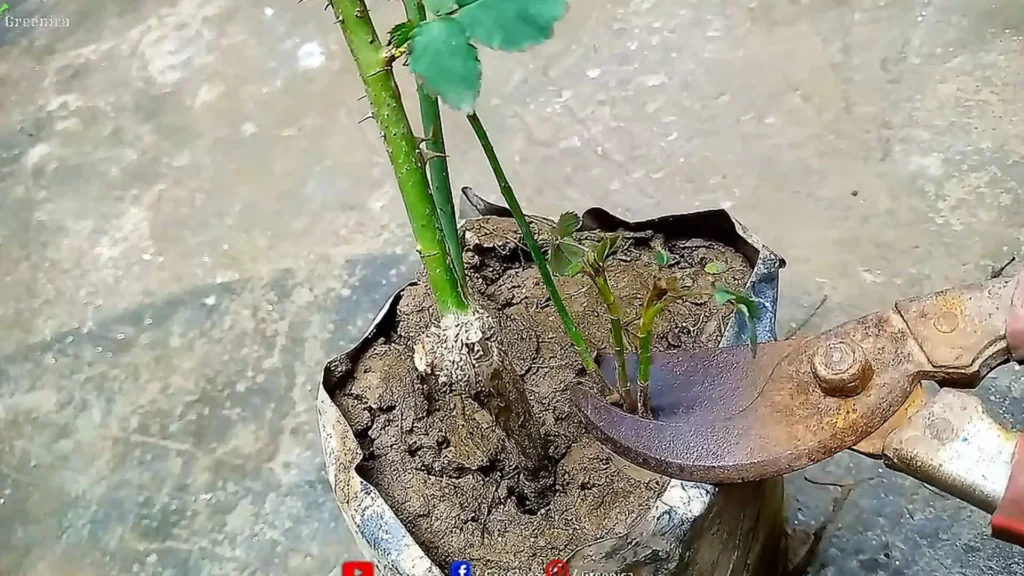 Pruning Rose Suckers