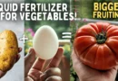 Making The BEST Ever Liquid Fertilizer For Vegetable Plants! (FREE*)