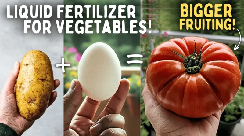 Making The BEST Ever Liquid Fertilizer For Vegetable Plants! (FREE*)