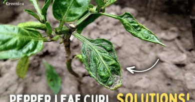 5 Tips to Cure Pepper Leaf Curl Disease! (SECRETS*)