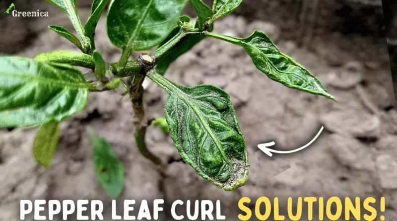 5 Tips to Cure Pepper Leaf Curl Disease! (SECRETS*)