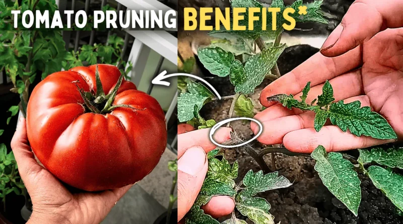 How To Prune Tomato Plants, Why Its Important?