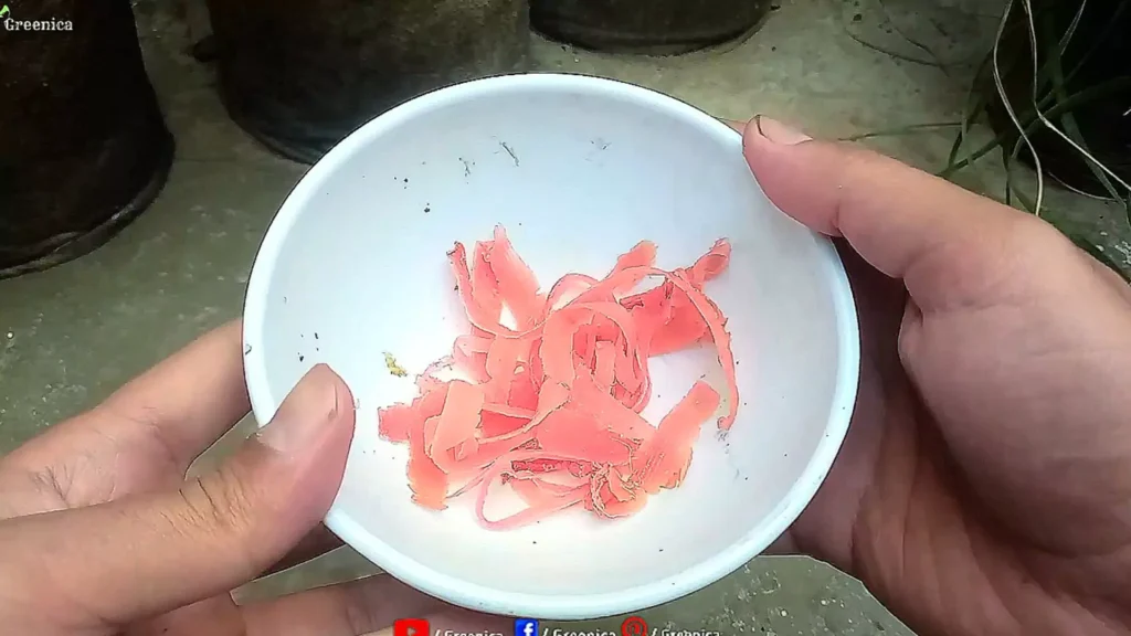 Carrot Peels