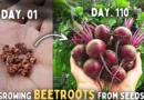 How to Grow Beetroot From Seeds Step By Step? (SEEDS TO HARVEST)