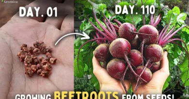 How to Grow Beetroot From Seeds Step By Step? (SEEDS TO HARVEST)