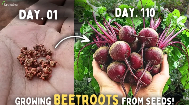 How to Grow Beetroot From Seeds Step By Step? (SEEDS TO HARVEST)