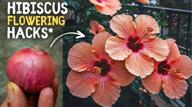 DO This On Hibiscus Before Season Starts, & Get 10X Flowering!