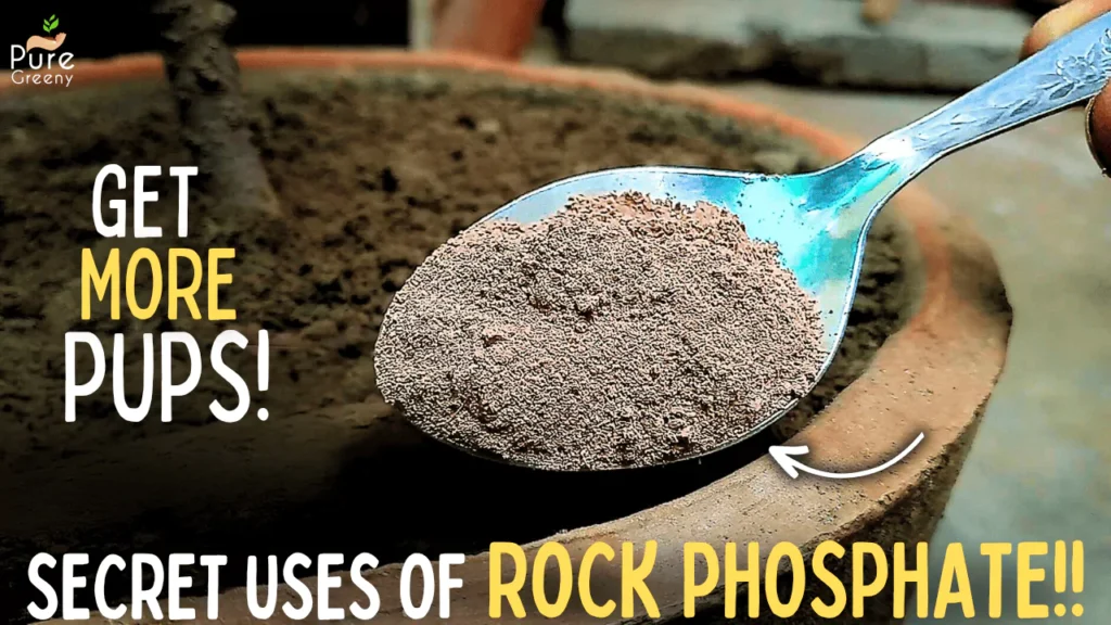 Magics of Rock Phosphate Fertilizer For Plants! (More Roots, Pups & Fruit*)