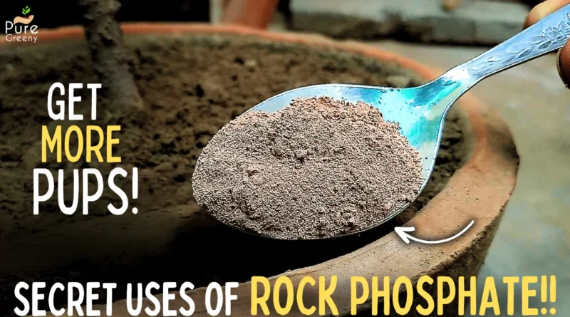 Magics of Rock Phosphate Fertilizer For Plants! (More Roots, Pups & Fruit*)