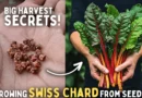 How To Grow Swiss Chard From Seeds STEP BY STEP? (SEEDS To HARVEST)