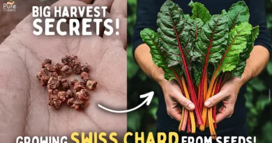 How To Grow Swiss Chard From Seeds STEP BY STEP? (SEEDS To HARVEST)