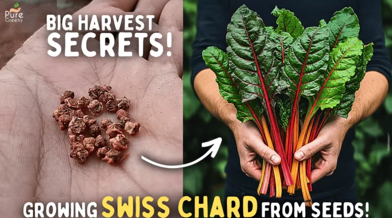 How To Grow Swiss Chard From Seeds STEP BY STEP? (SEEDS To HARVEST)