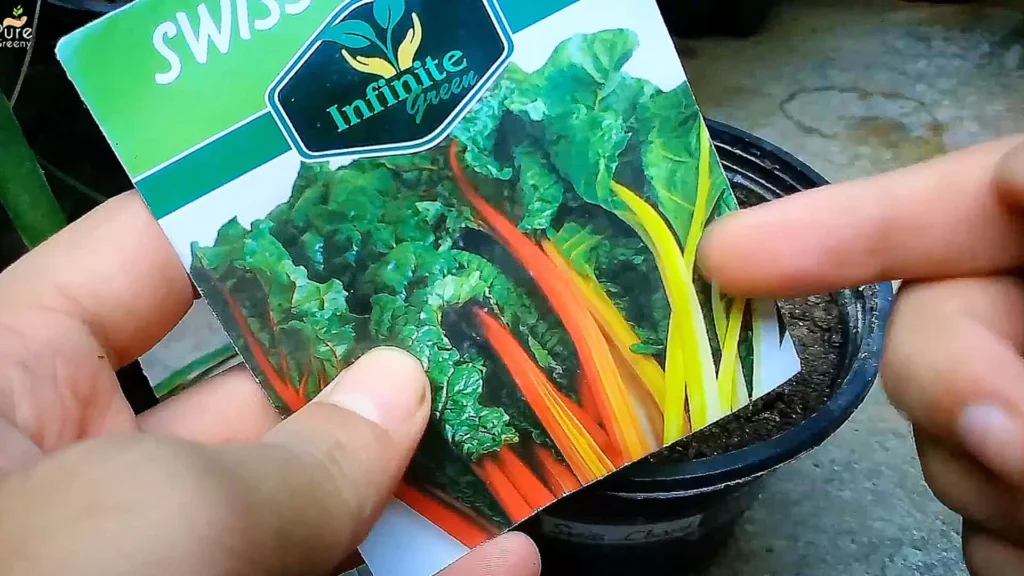 Swiss Chard Seeds