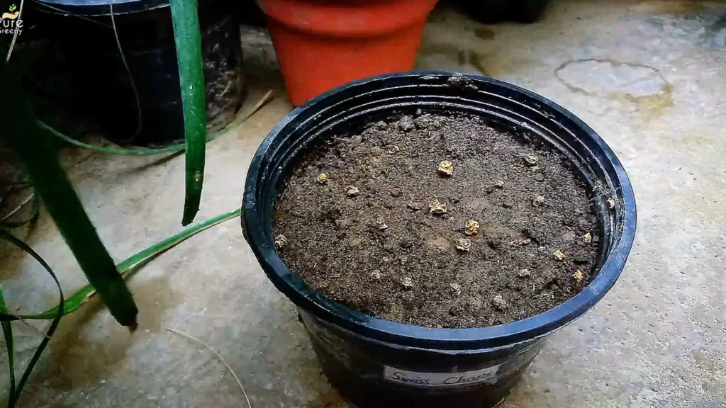 Sowing Swiss Chard Seeds