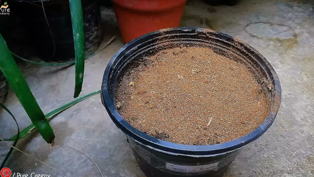 Sowing Swiss Chard Seeds