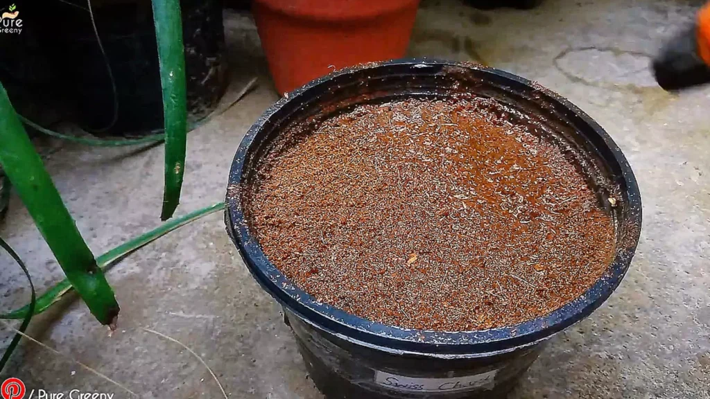 Sowing Swiss Chard Seeds