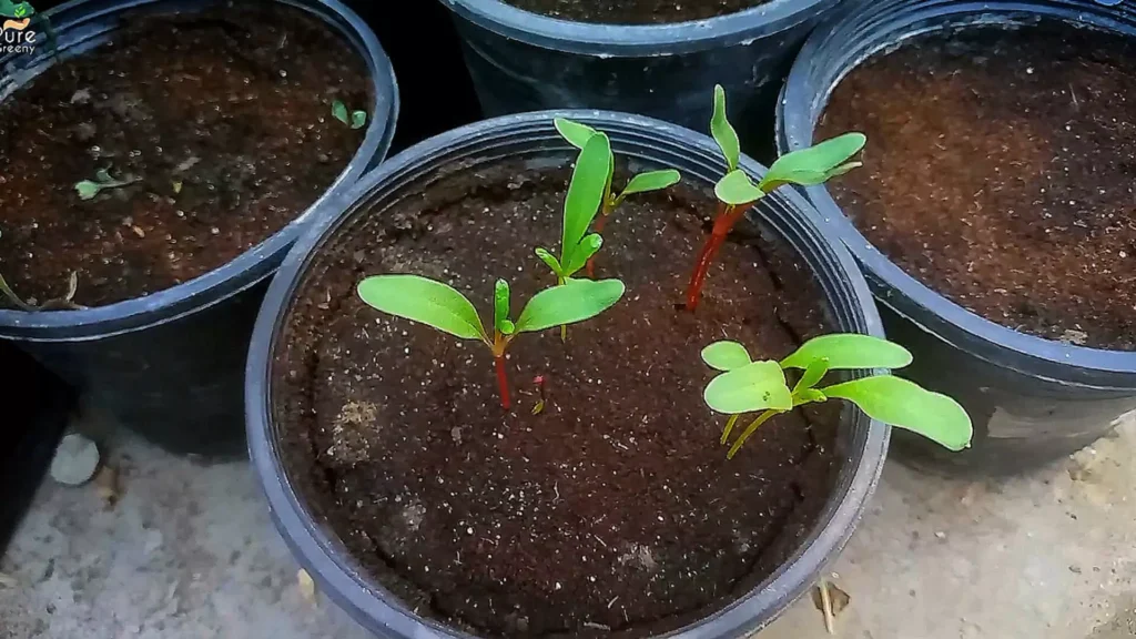 Swiss Chard Seedlings