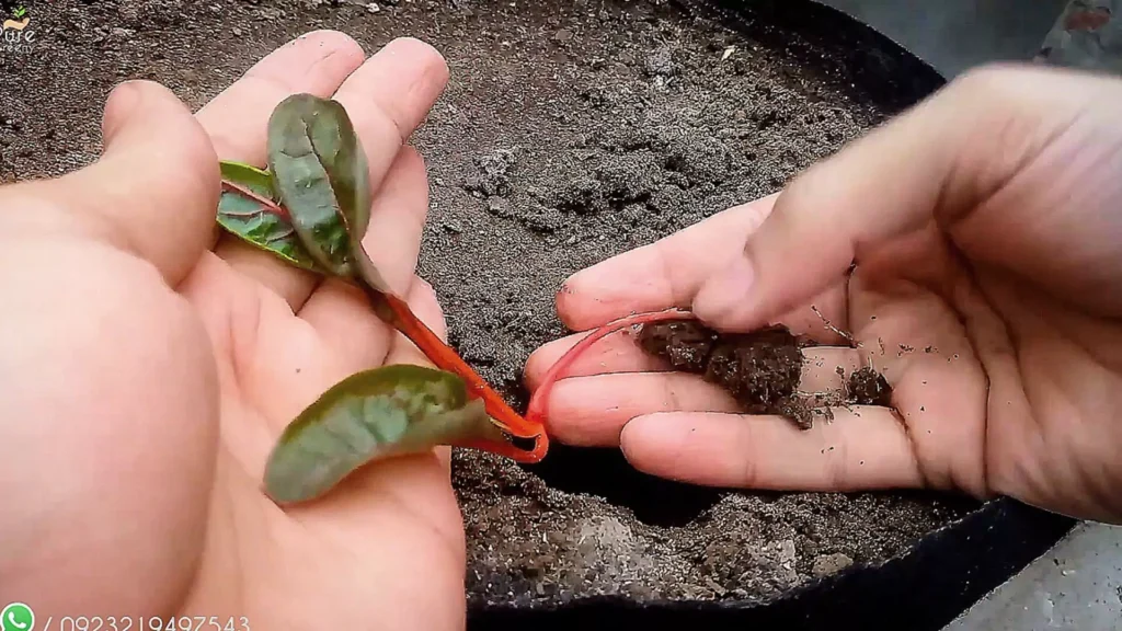 Transplanting Swiss Chard Seedlings