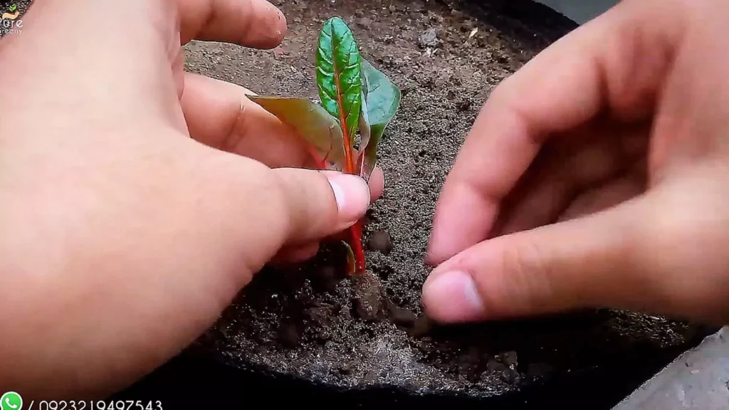 Transplanting Swiss Chard Seedlings