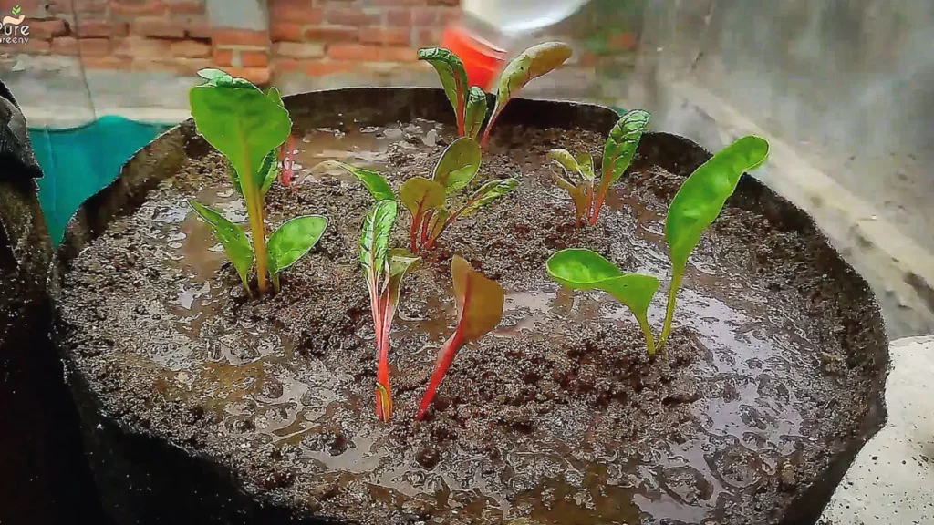 Transplanting Swiss Chard Seedlings