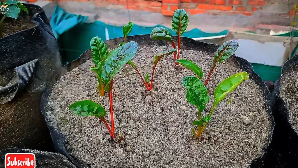 Swiss Chard Plants