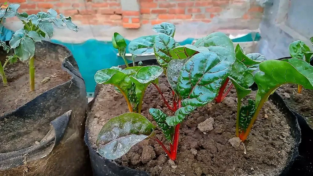 Swiss Chard Plants