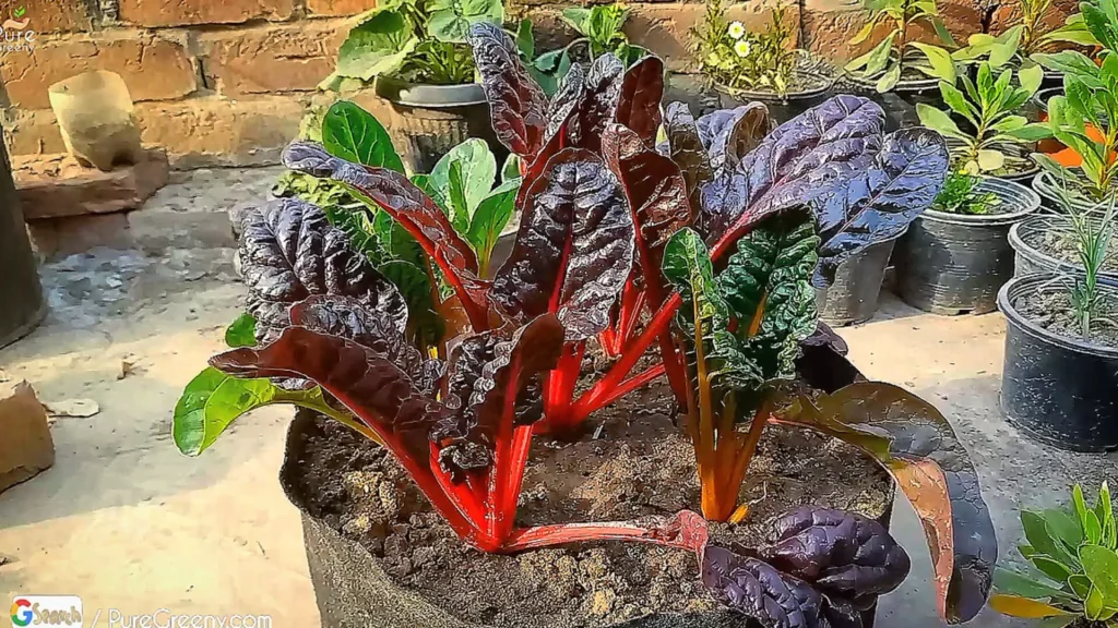 Swiss Chard Plants