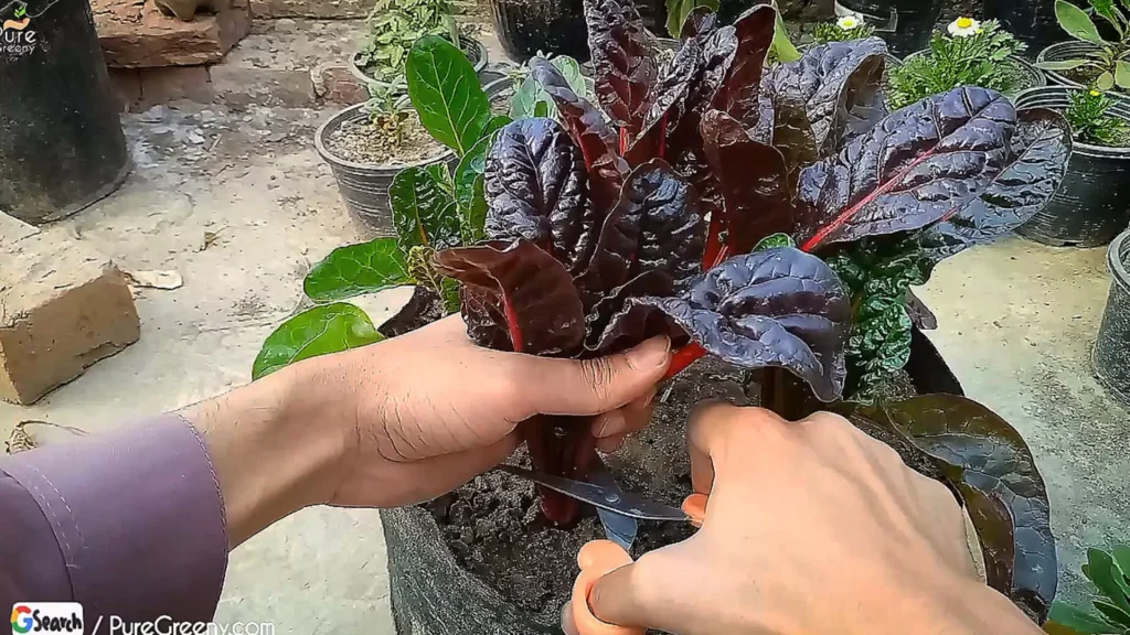 Harvesting Swiss Chard Leaves