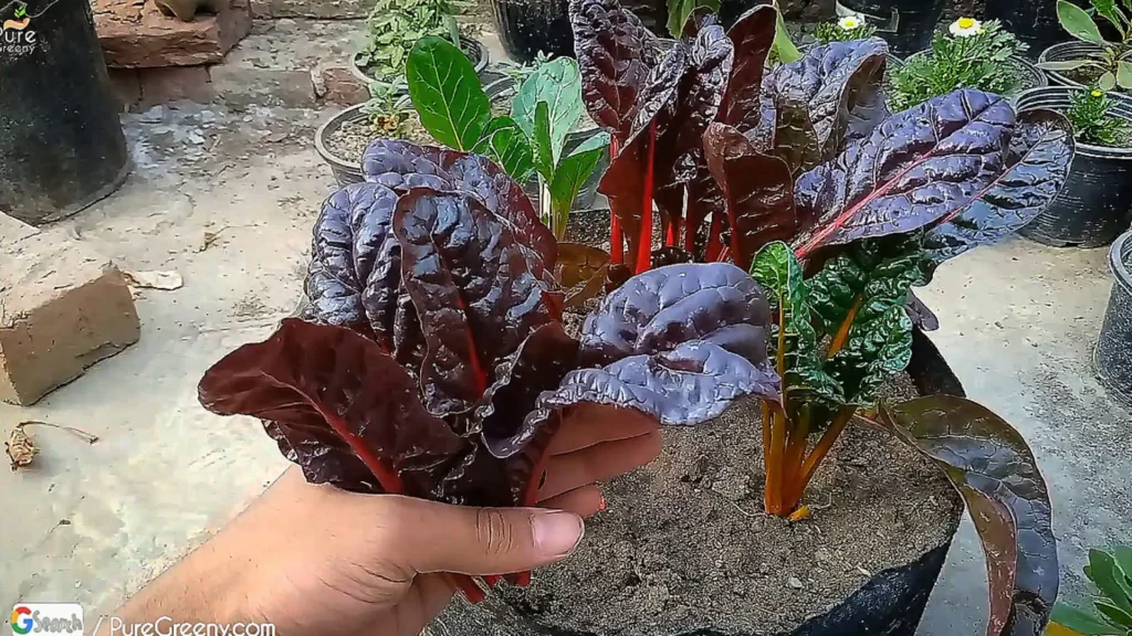 Harvesting Swiss Chard Leaves